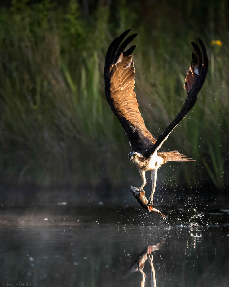 Kuwait Bird Photography by Ali Abdulraheem