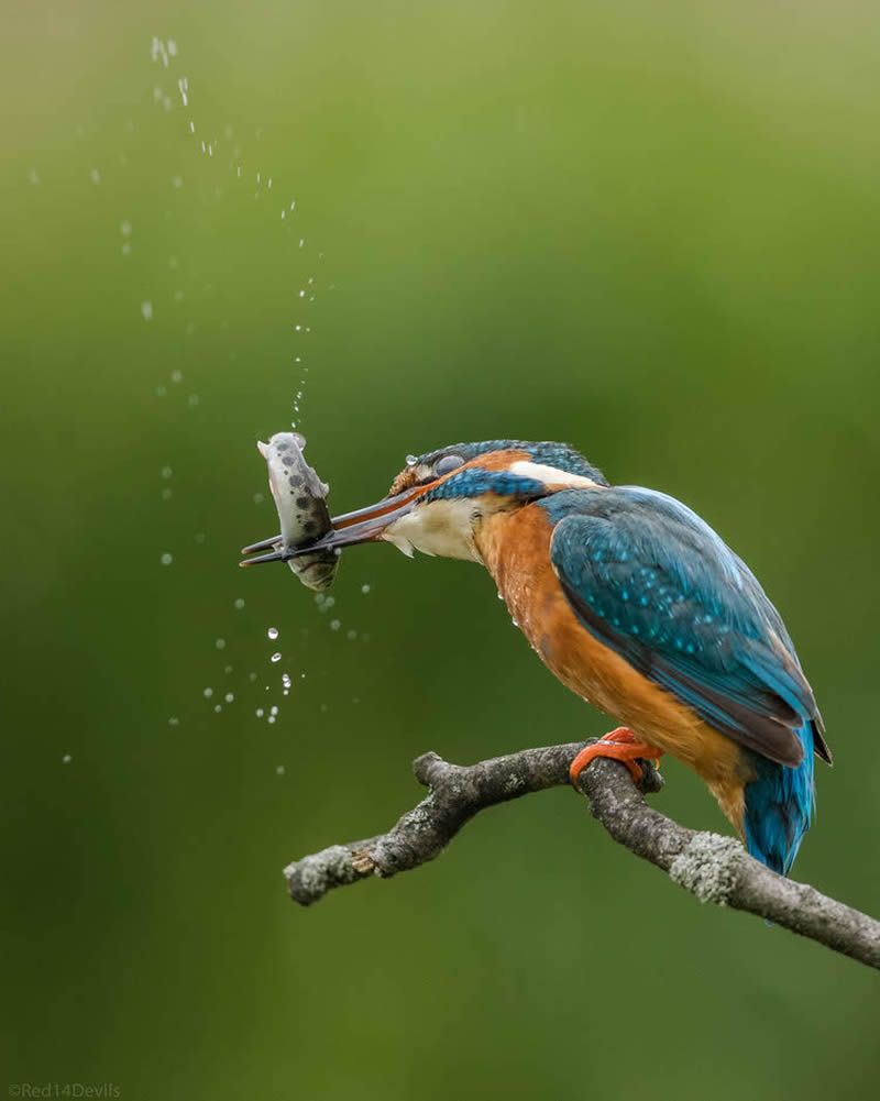 Kuwait Bird Photography by Ali Abdulraheem