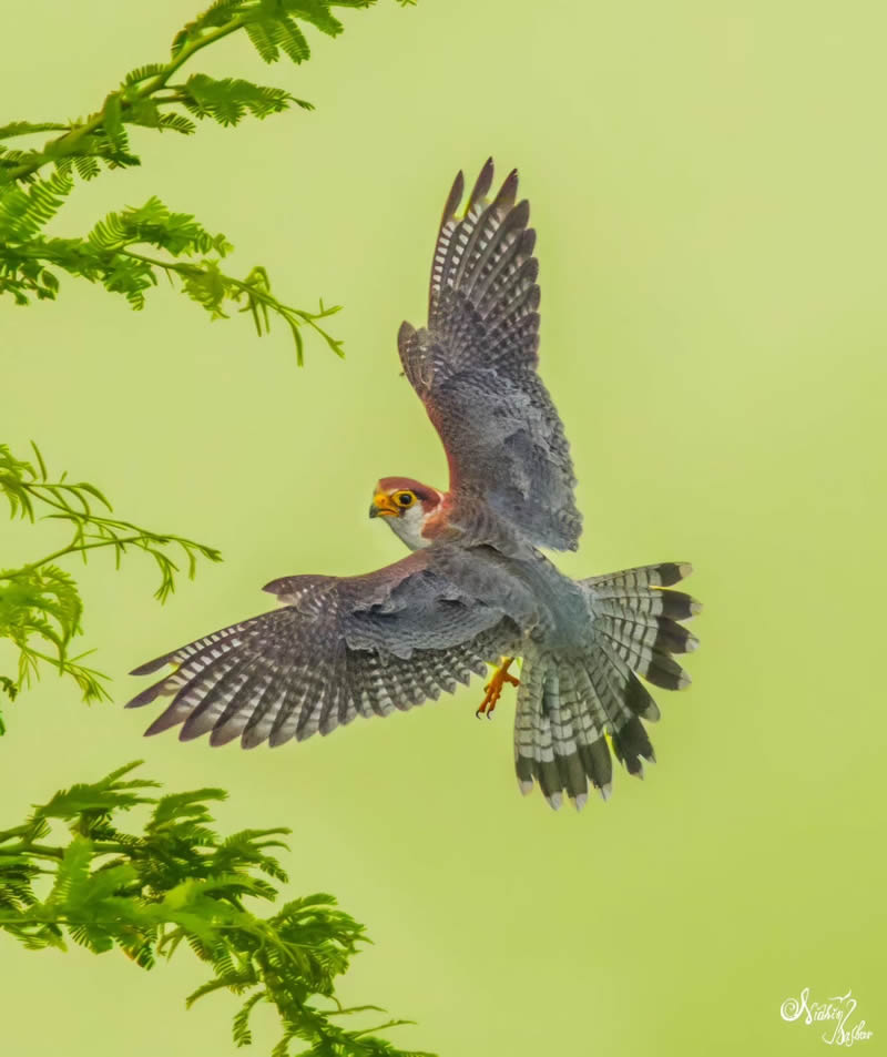 Indian Bird Photography by Nidhin Basheer