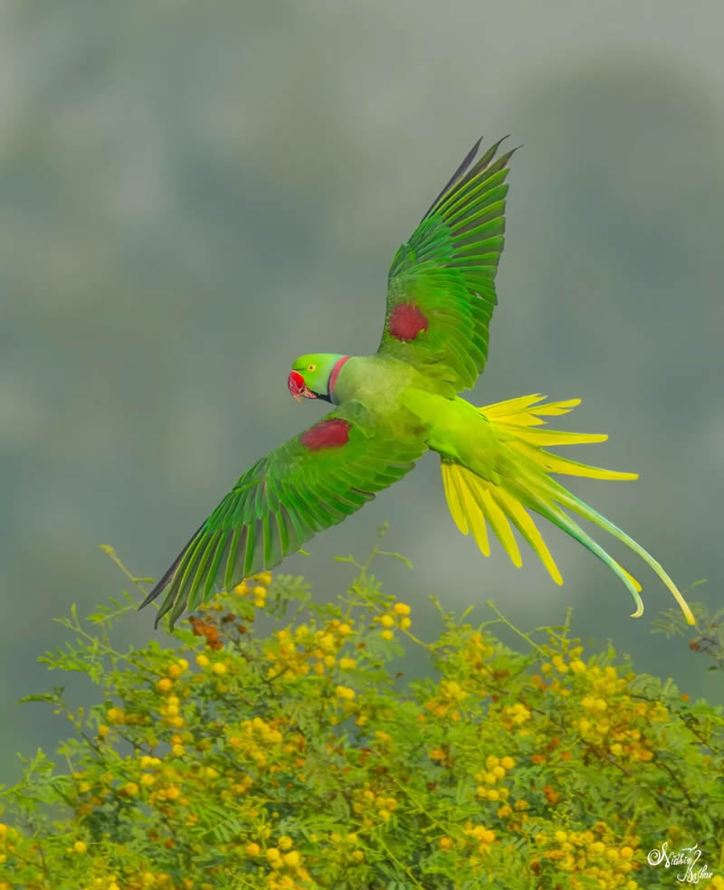 Indian Bird Photography by Nidhin Basheer