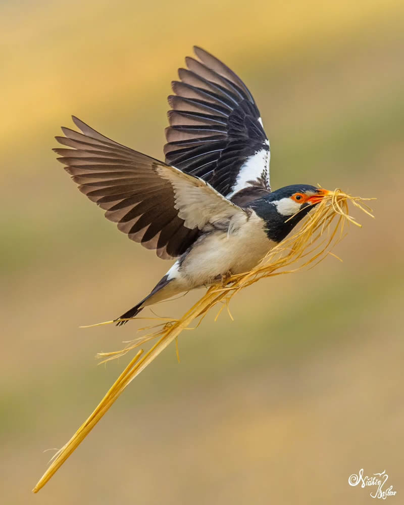 Indian Bird Photography by Nidhin Basheer