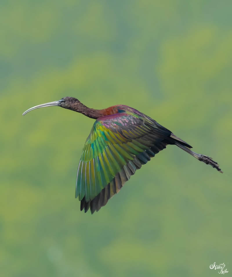 Indian Bird Photography by Nidhin Basheer