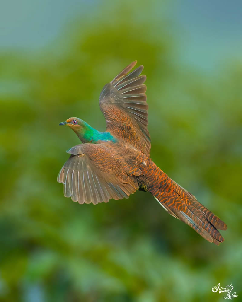 Indian Bird Photography by Nidhin Basheer