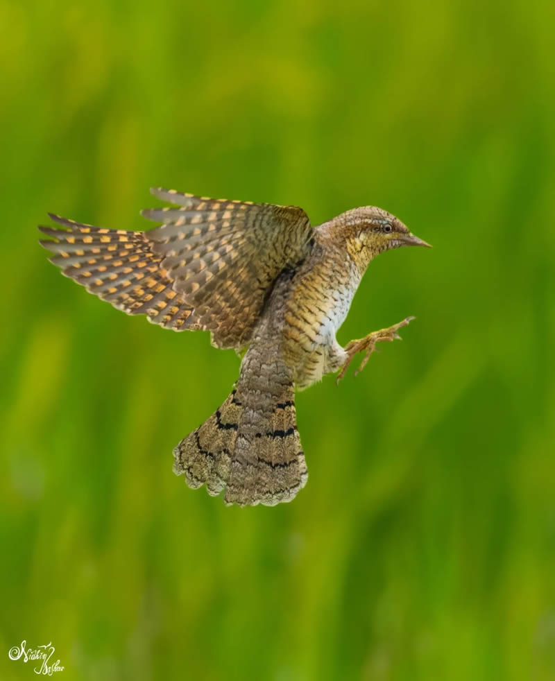 Indian Bird Photography by Nidhin Basheer