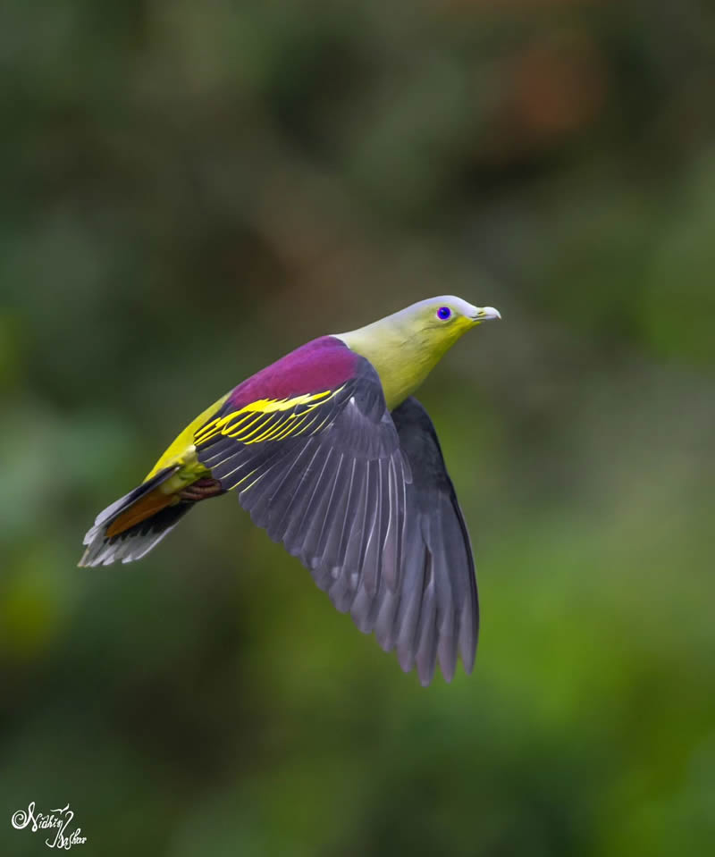 Indian Bird Photography by Nidhin Basheer