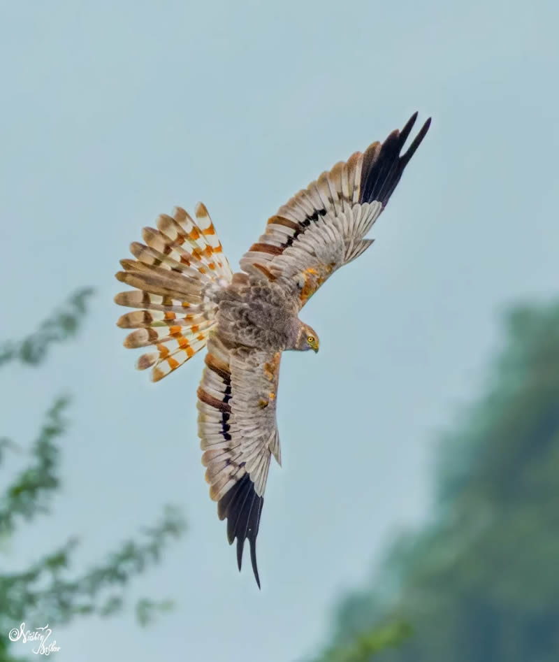 Indian Bird Photography by Nidhin Basheer