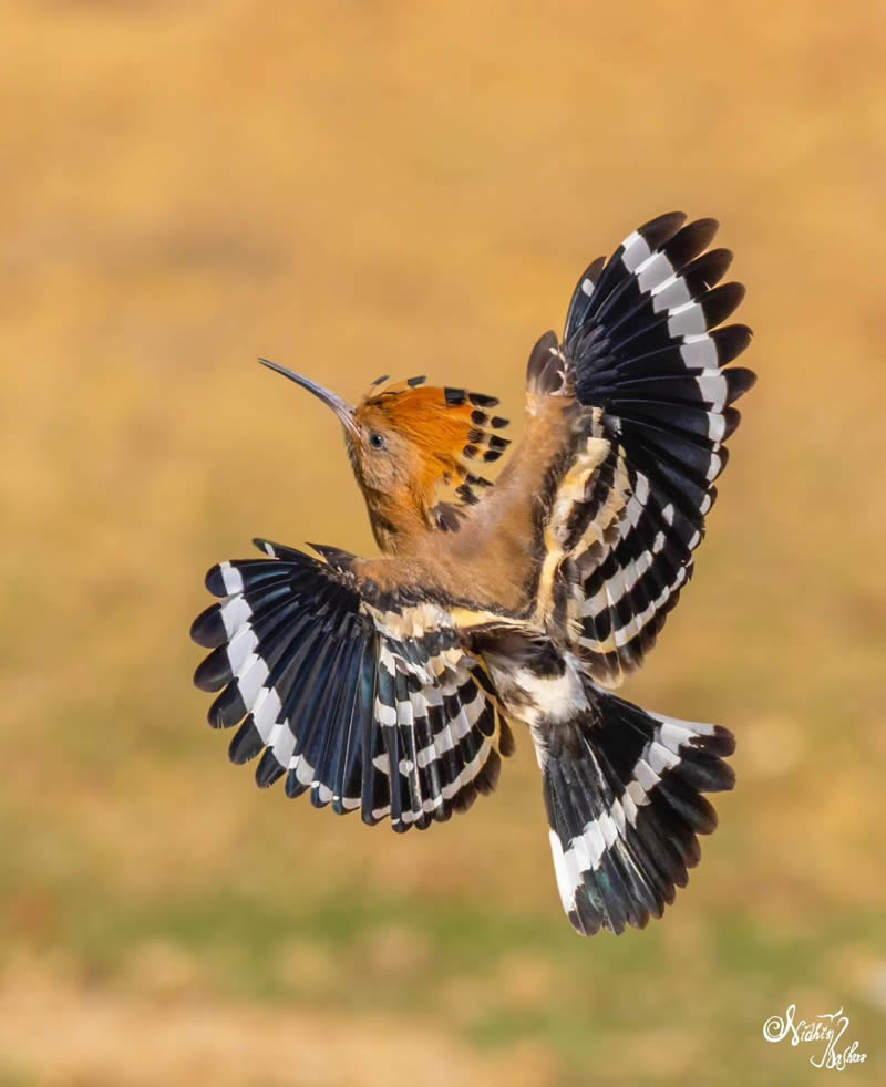 Indian Bird Photography by Nidhin Basheer