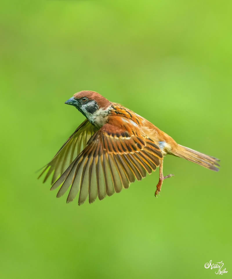 Indian Bird Photography by Nidhin Basheer