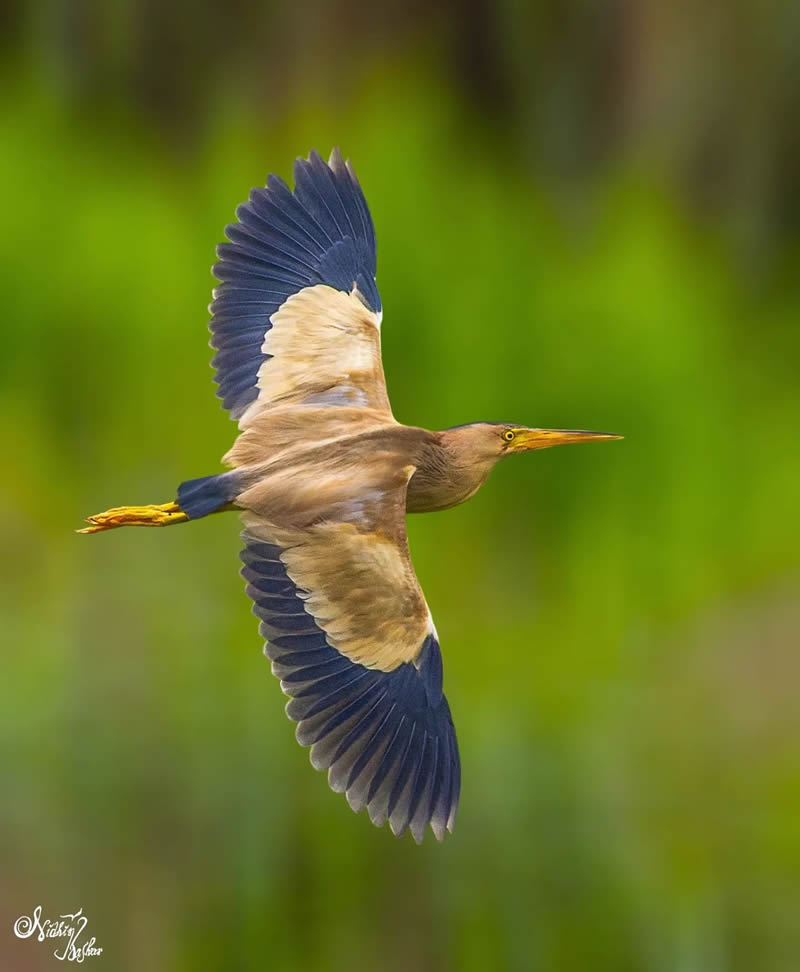 Indian Bird Photography by Nidhin Basheer