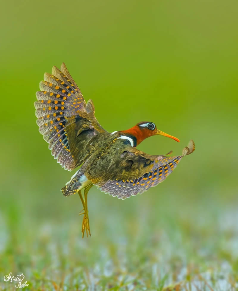 Indian Bird Photography by Nidhin Basheer