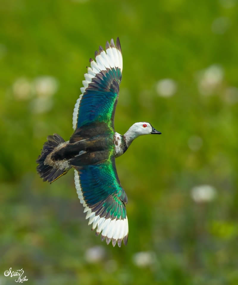 Indian Bird Photography by Nidhin Basheer