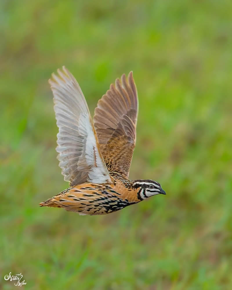 Indian Bird Photography by Nidhin Basheer