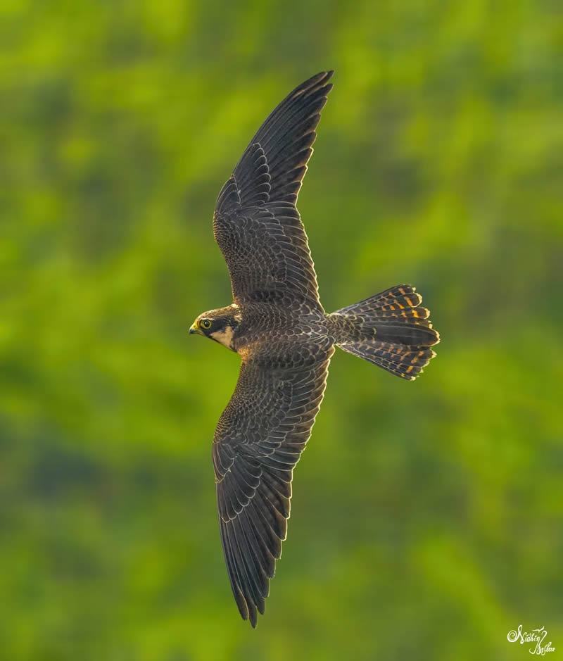 Indian Bird Photography by Nidhin Basheer