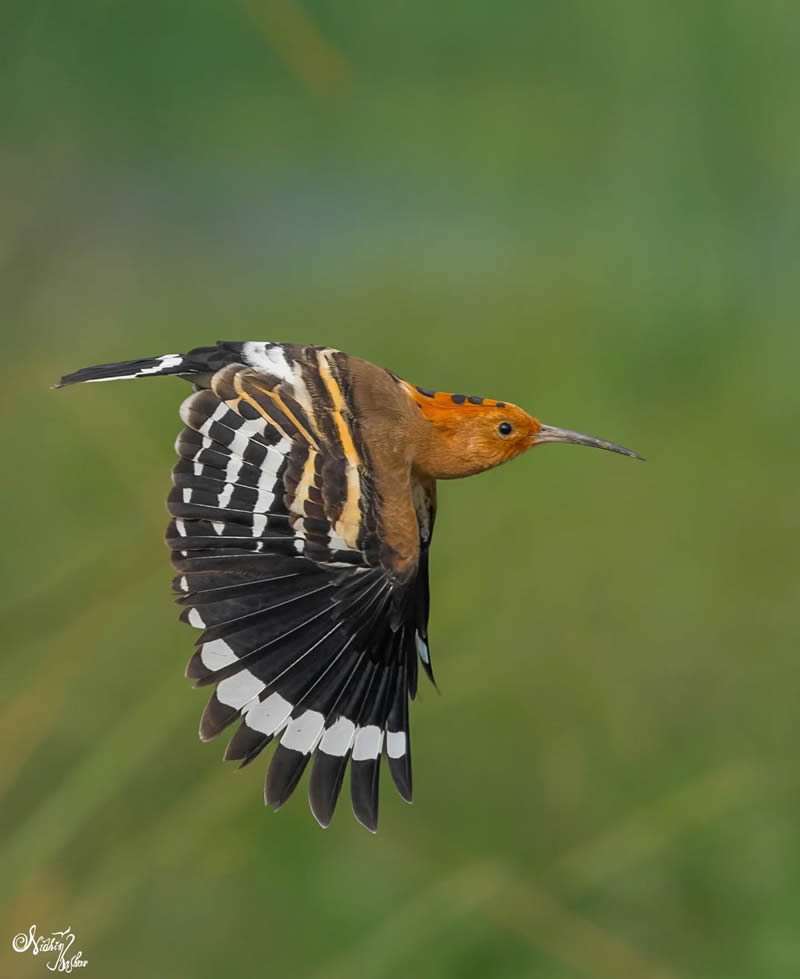 Indian Bird Photography by Nidhin Basheer