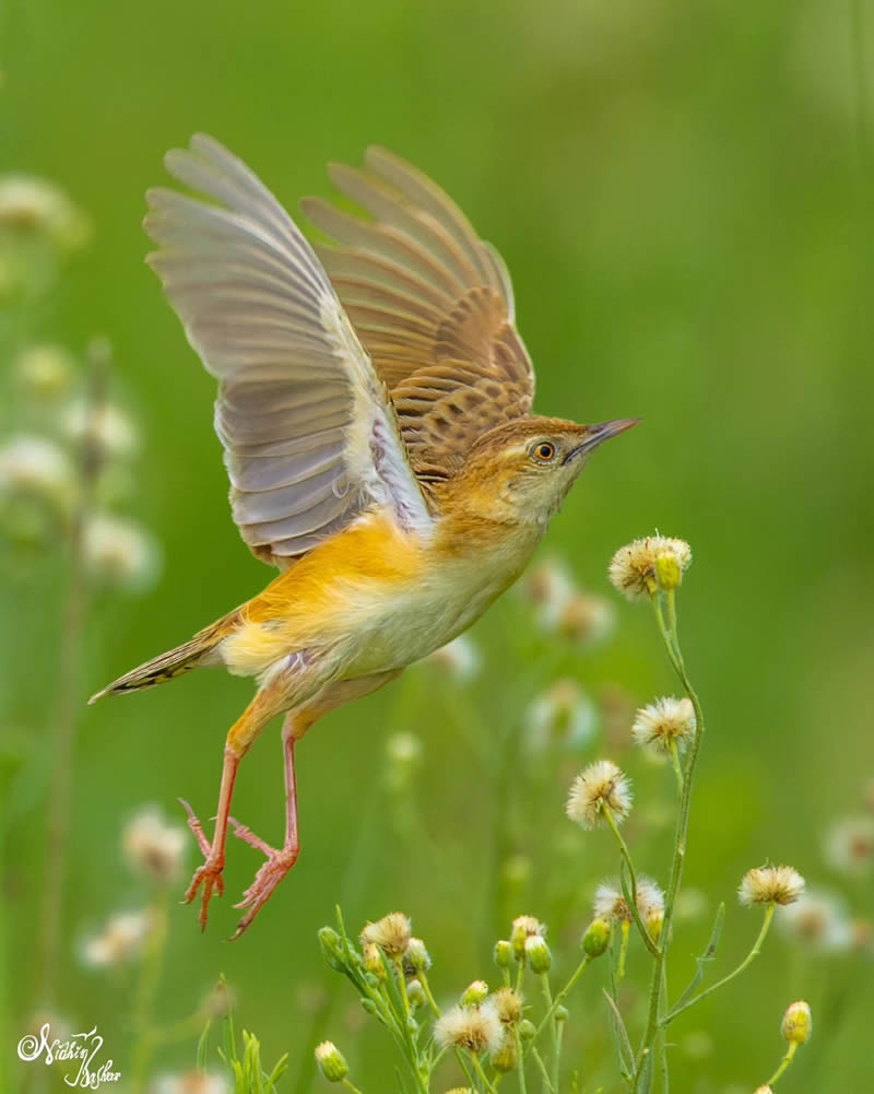 Indian Bird Photography by Nidhin Basheer