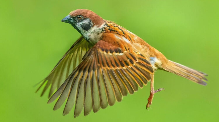 Indian Bird Photography by Nidhin Basheer