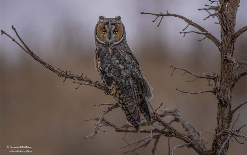 Canada Bird Photography Salman Ahmad