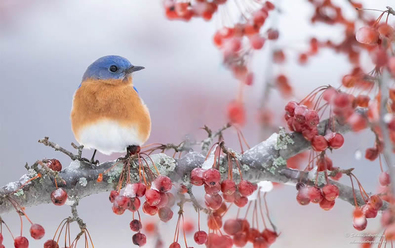 Canada Bird Photography Salman Ahmad