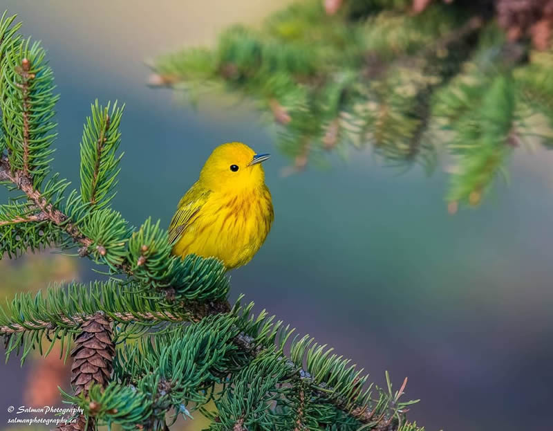 Canada Bird Photography Salman Ahmad