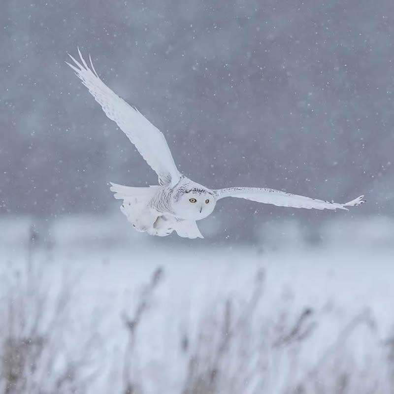 Canada Bird Photography Salman Ahmad