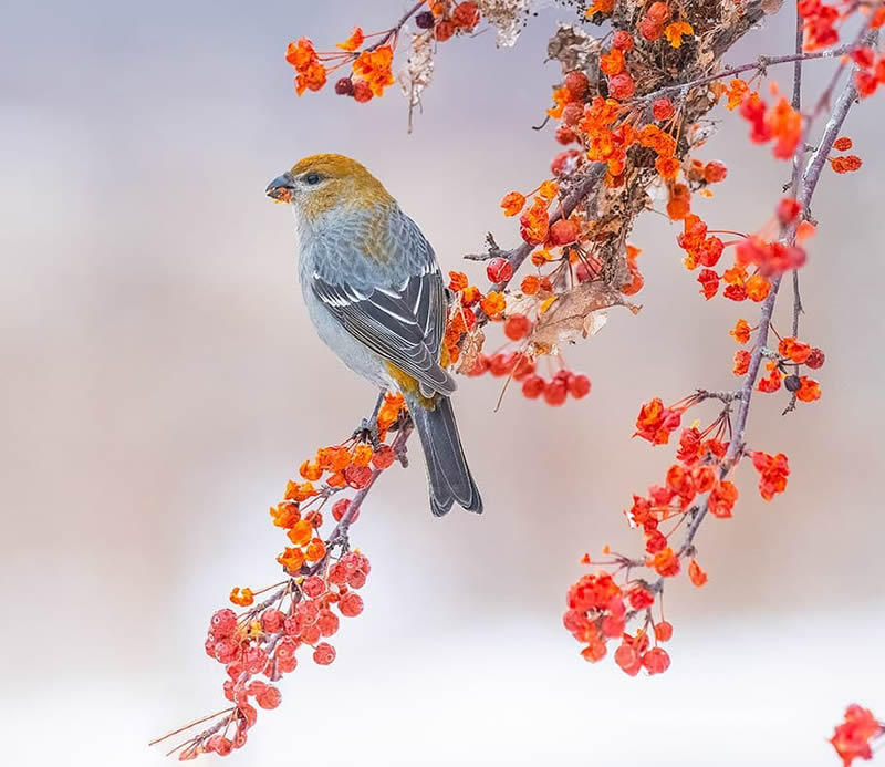 Canada Bird Photography Salman Ahmad