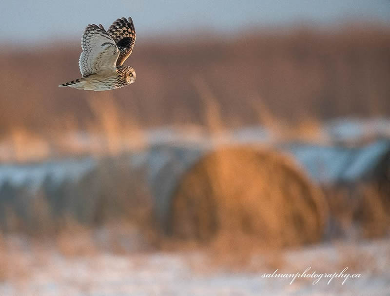 Canada Bird Photography Salman Ahmad