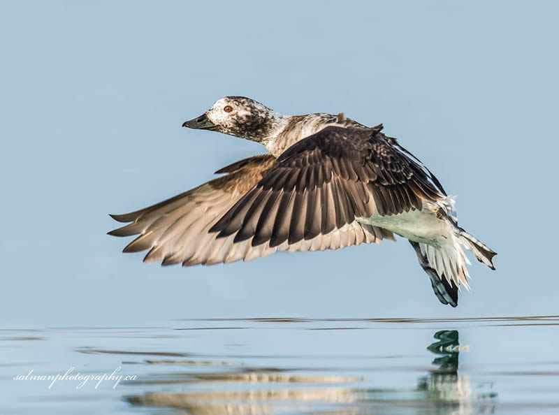 Canada Bird Photography Salman Ahmad