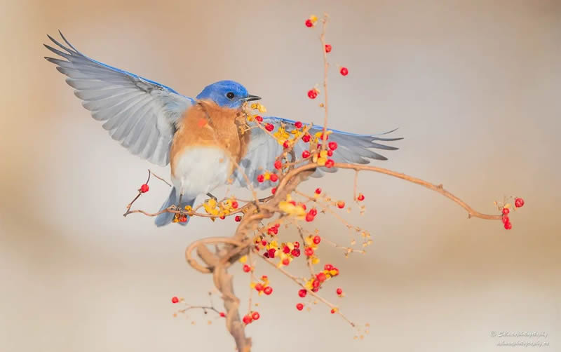 Canada Bird Photography Salman Ahmad