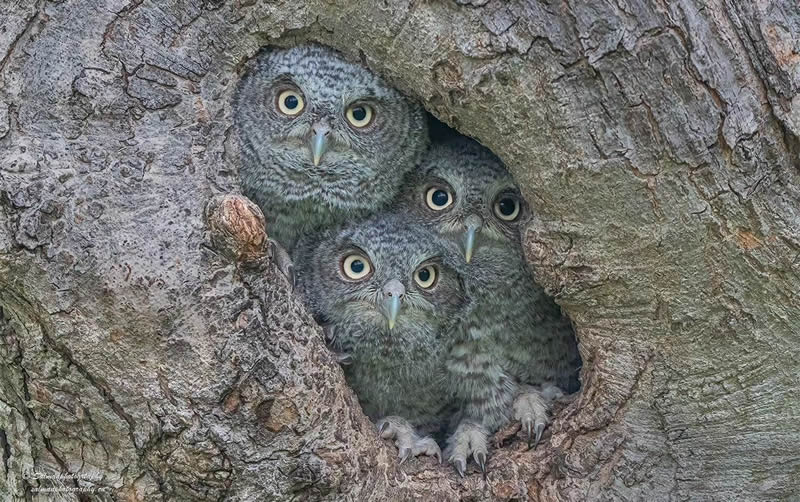 Canada Bird Photography Salman Ahmad