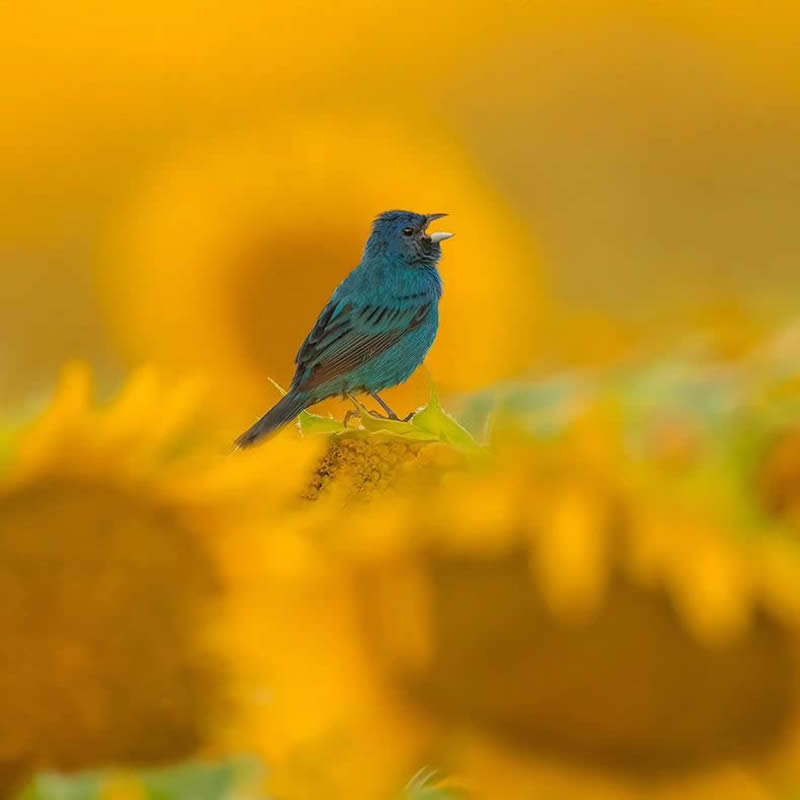 Canada Bird Photography Salman Ahmad