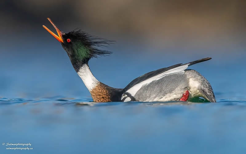 Canada Bird Photography Salman Ahmad