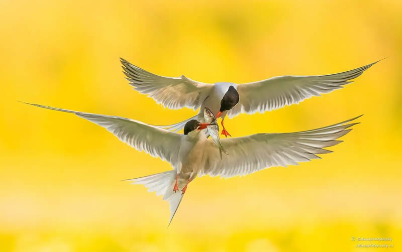 Canada Bird Photography Salman Ahmad