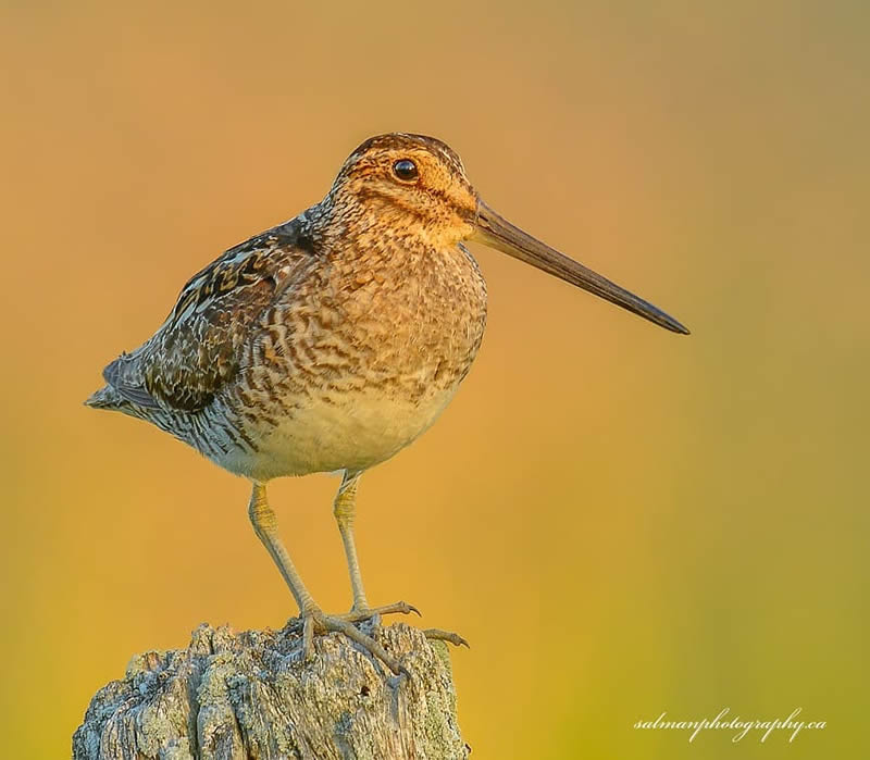 Canada Bird Photography Salman Ahmad