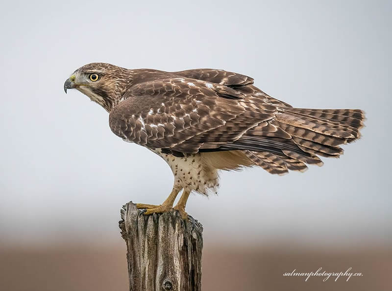 Canada Bird Photography Salman Ahmad