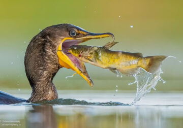 Canada Bird Photography Salman Ahmad