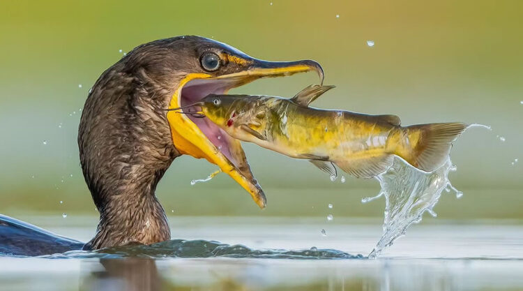 Canada Bird Photography Salman Ahmad