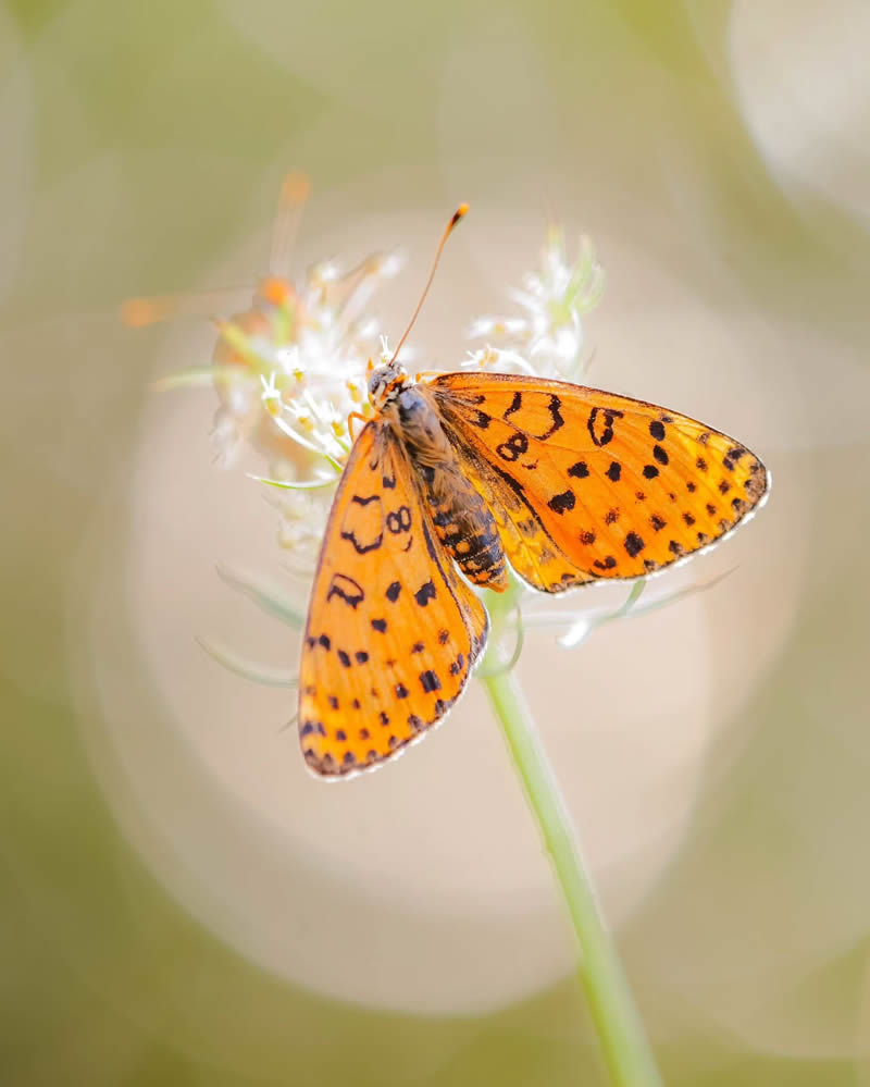 Butterfly Macro Photography by Andreas Bartoldus