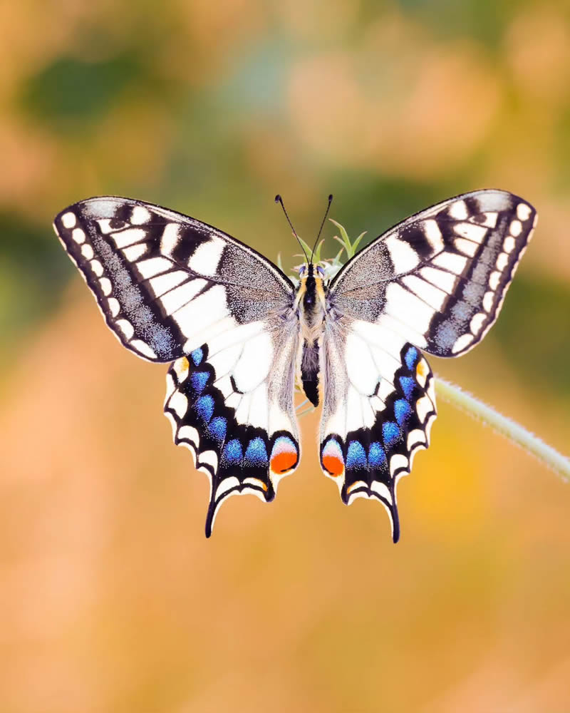 Butterfly Macro Photography by Andreas Bartoldus