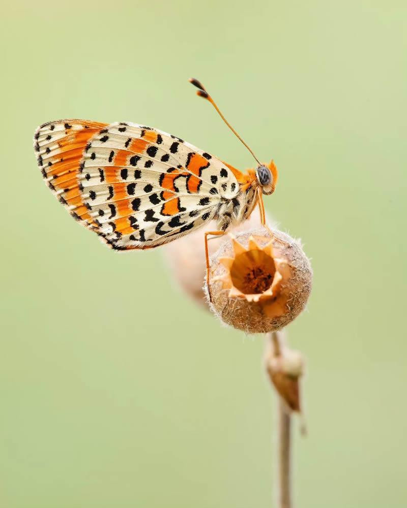 Butterfly Macro Photography by Andreas Bartoldus