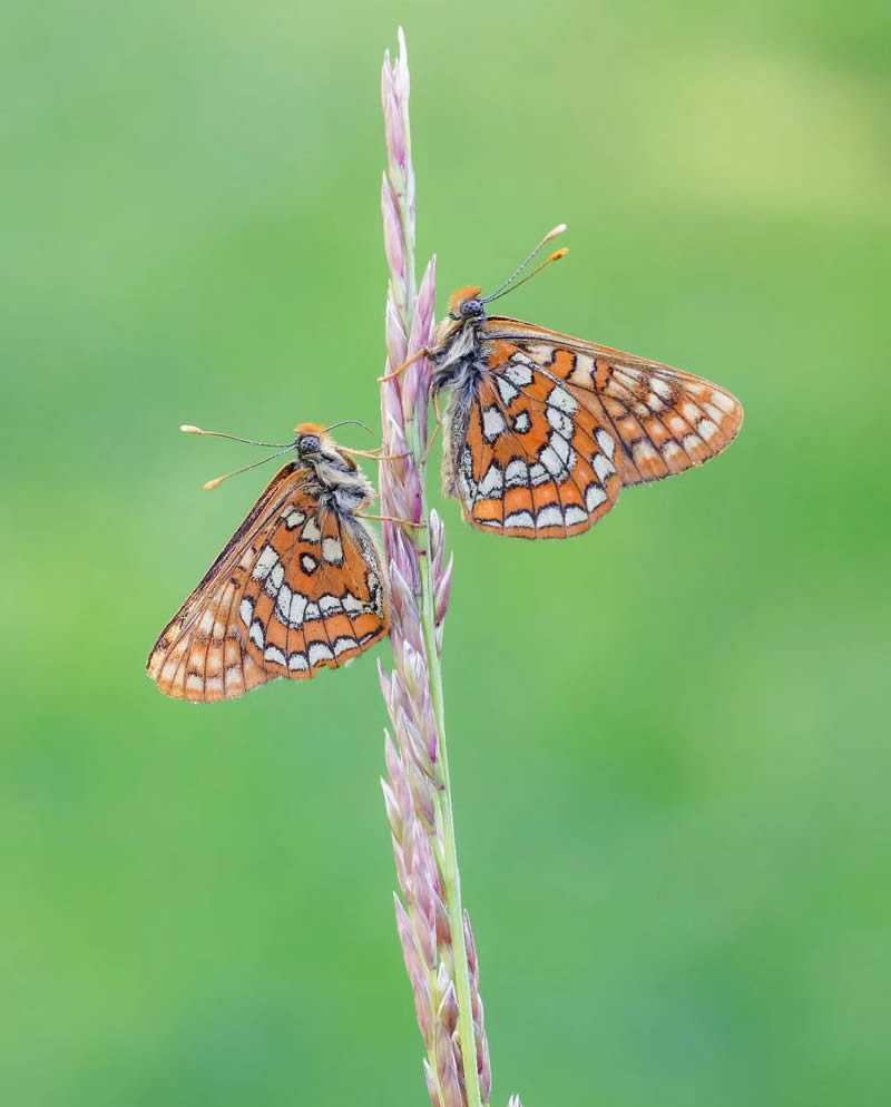 Butterfly Macro Photography by Andreas Bartoldus