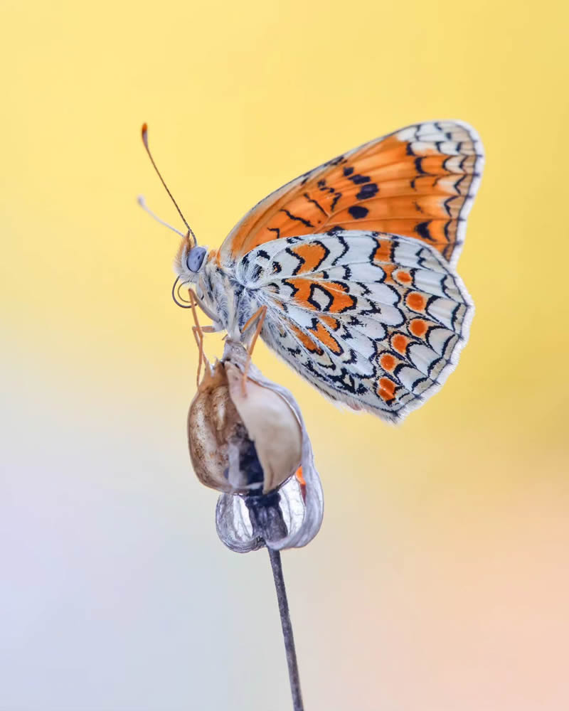 Butterfly Macro Photography by Andreas Bartoldus