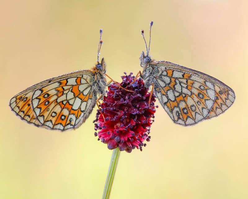 Butterfly Macro Photography by Andreas Bartoldus