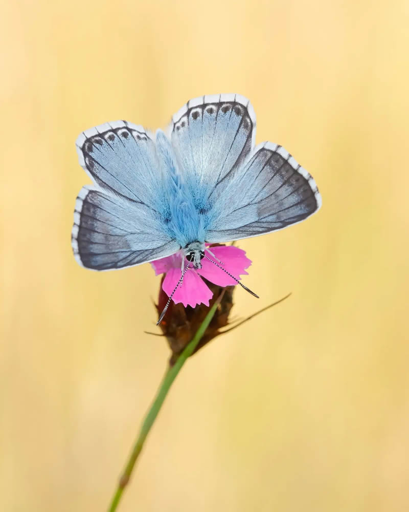 Butterfly Macro Photography by Andreas Bartoldus