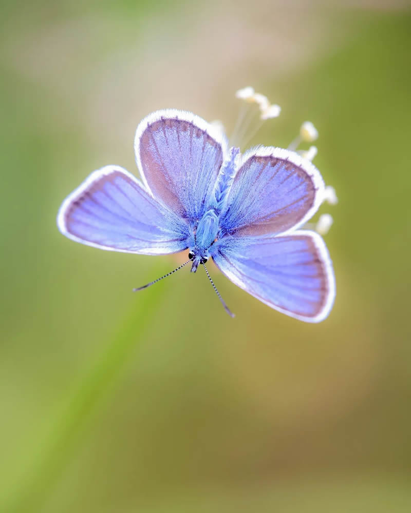 Butterfly Macro Photography by Andreas Bartoldus