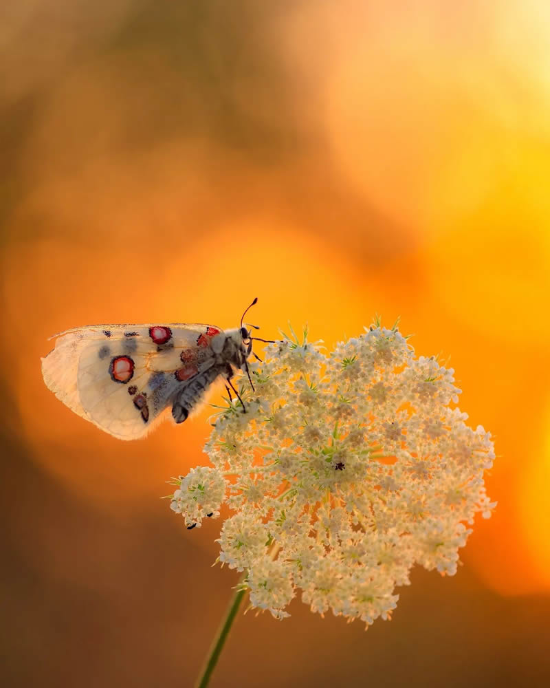 Butterfly Macro Photography by Andreas Bartoldus