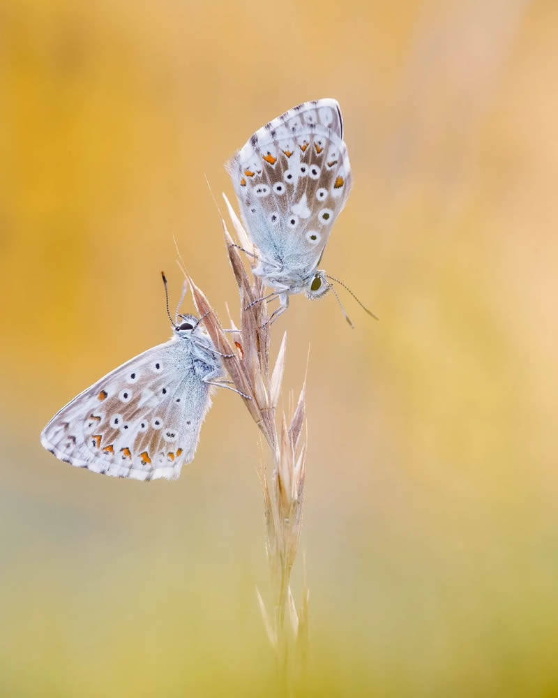 Butterfly Macro Photography by Andreas Bartoldus