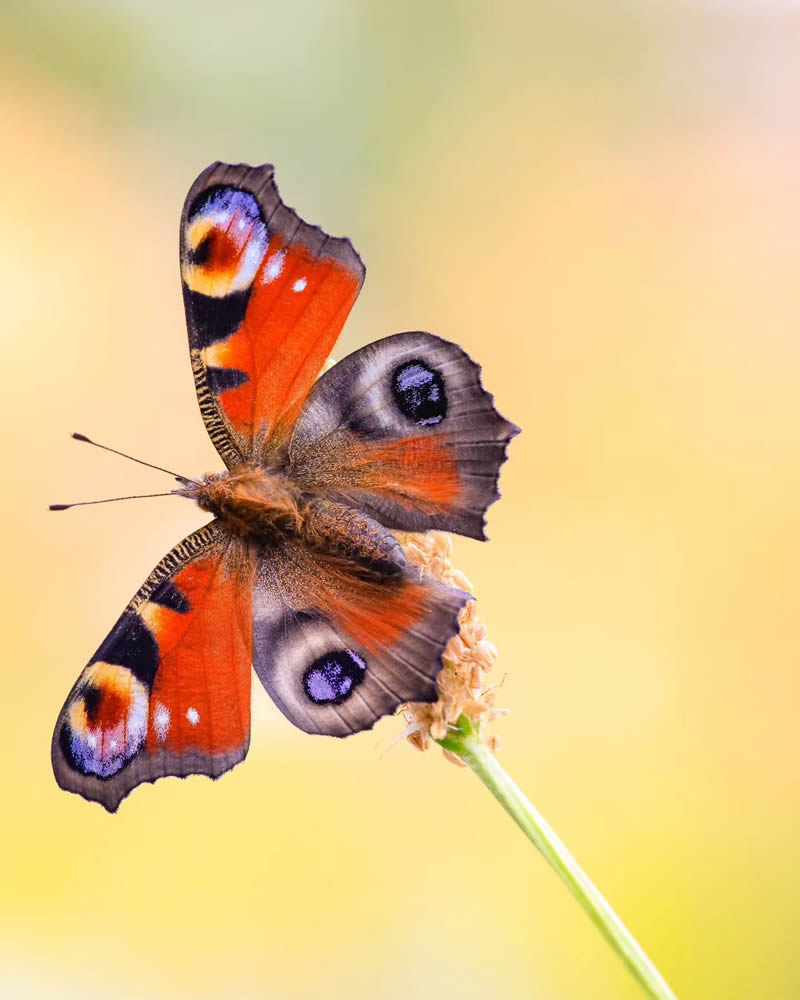 Butterfly Macro Photography by Andreas Bartoldus