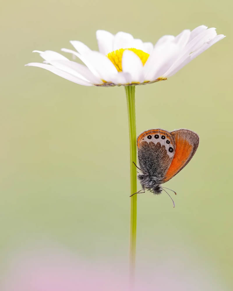 Butterfly Macro Photography by Andreas Bartoldus