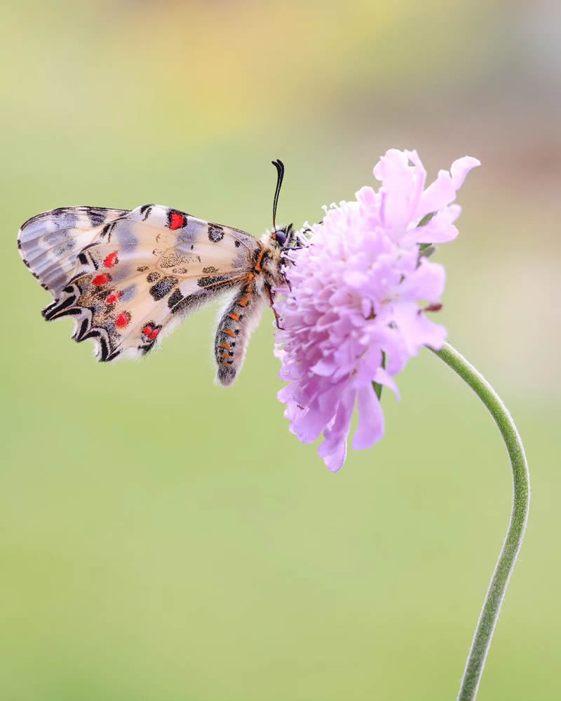 Butterfly Macro Photography by Andreas Bartoldus