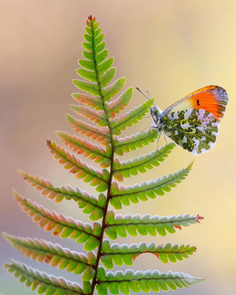 Butterfly Macro Photography by Andreas Bartoldus